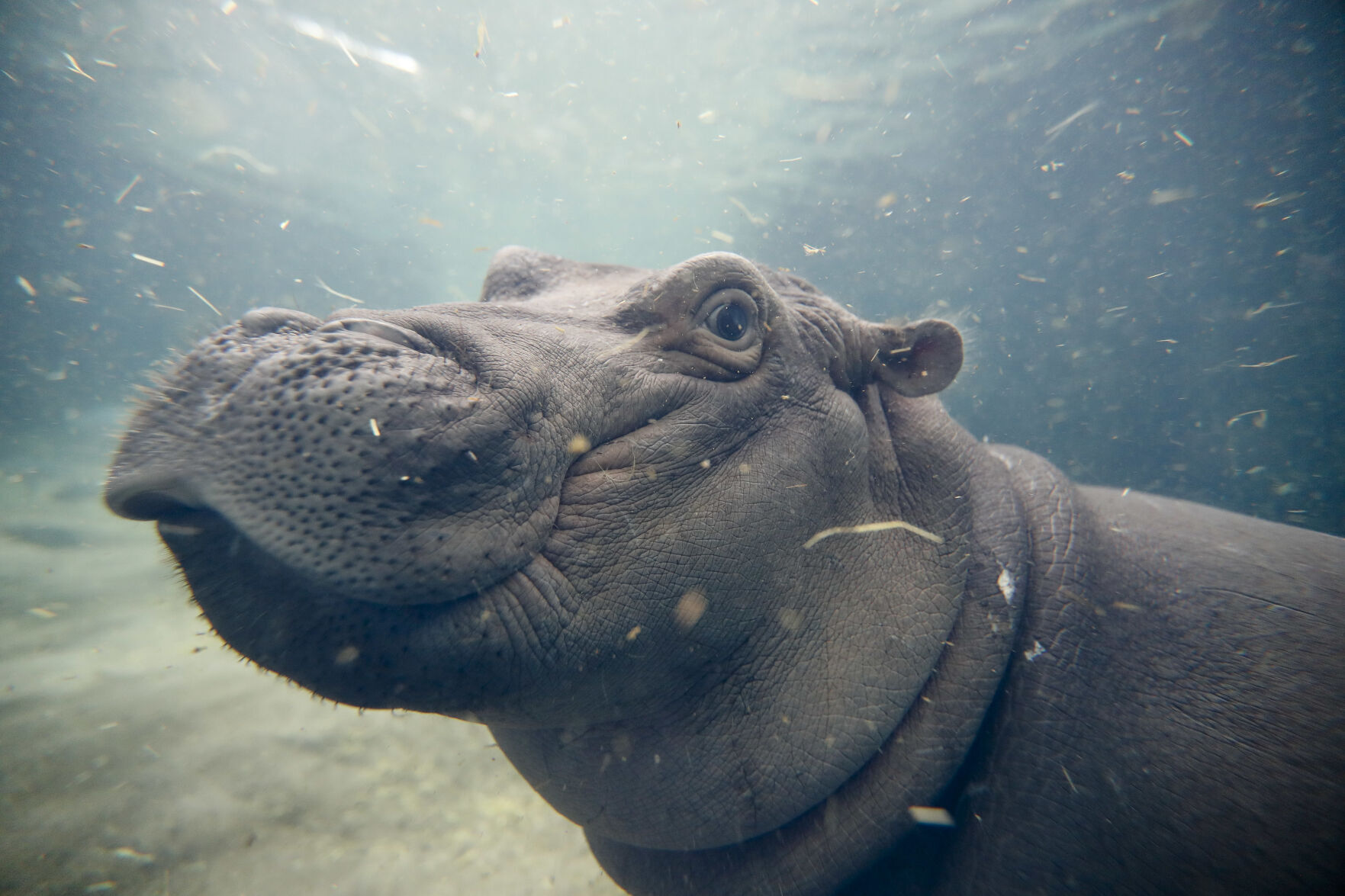 Fiona